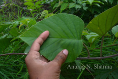 Argyreia sericea